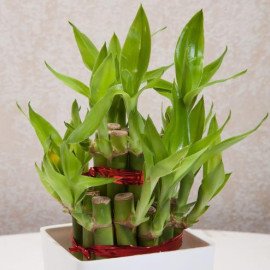Two layer Bamboo Plant