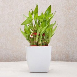 Two layer Bamboo Plant