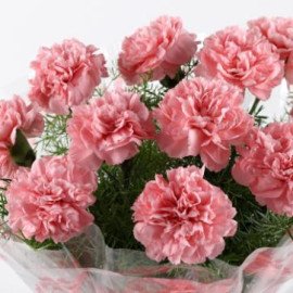 Unending Love 12 Light Pink Carnations Bouquet