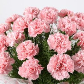 Unending Love 24 Light Pink Carnations Bouquet