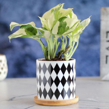 White Pothos Plant In Black N White Pot