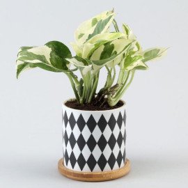 White Pothos Plant In Black N White Pot