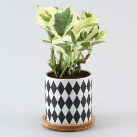 White Pothos Plant In Black N White Pot
