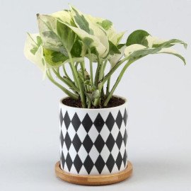 White Pothos Plant In Black N White Pot