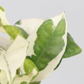 White Pothos Plant In Black N White Pot