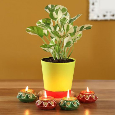 White Pothos Plant With Matki Diyas Combo