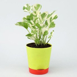 White Pothos Plant With Matki Diyas Combo
