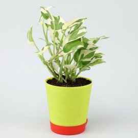 White Pothos Plant With Matki Diyas Combo
