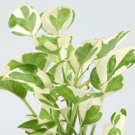 White Pothos Plant With Matki Diyas Combo