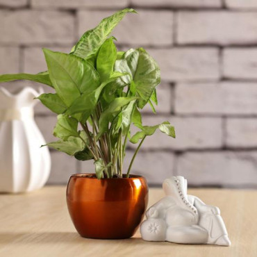 White Resting Ganesha Idol Syngonium Plant