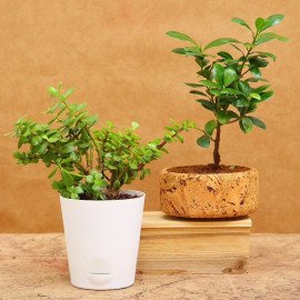 Wishful Rakhi And Plant Combo