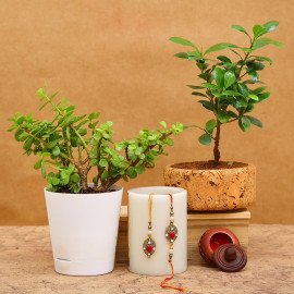 Wishful Rakhi And Plant Combo