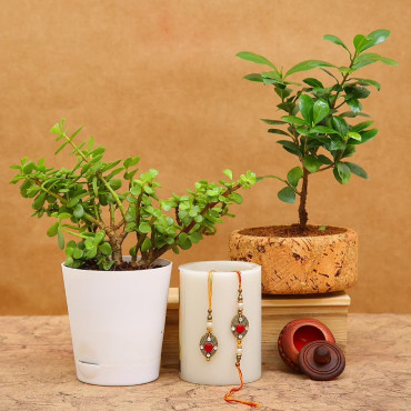 Wishful Rakhi And Plant Combo