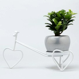 Ficus Compacta Plant In Metal Pot On White Rickshaw