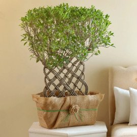 Ficus Crache Bonsai Plant