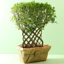 Ficus Crache Bonsai Plant