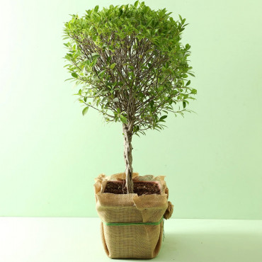 Ficus Crache Bonsai Plant