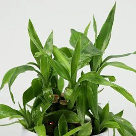 Two Layer Bamboo Plant In Mom I Love You Mug
